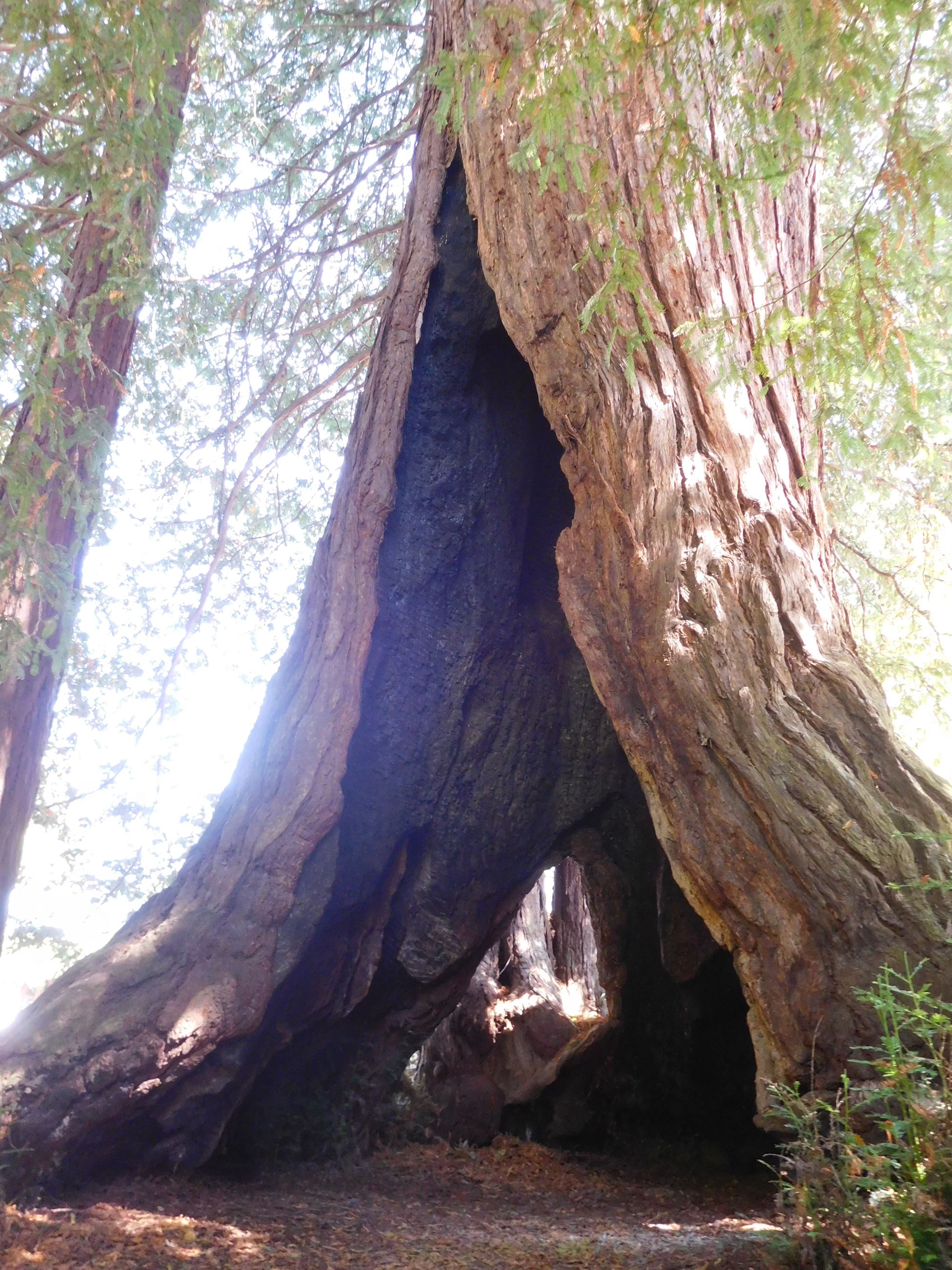 General of the Army Eisenhower Tree